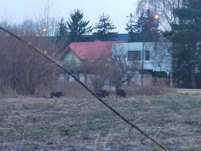 Dziki sieją grozę w Wawrze