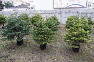 Punkt sprzedaży choinek przy ulicy Naramowickiej 