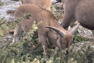 Czy warto jechać do ZOO Wrocław zimą?