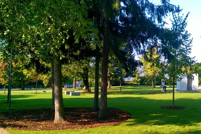 Giną świeżo zasadzone drzewa i krzewy w Parku Pamięci w Toruniu