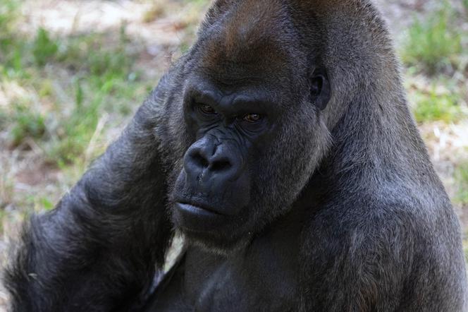 Nie żyje najstarszy goryl na świecie. Ozzie odszedł w wieku 61 lat 