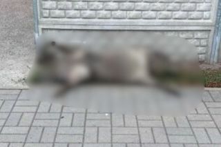 Makabryczne odkrycie w Konstantynowie Łódzkim. Ktoś bestialsko zabił dzika