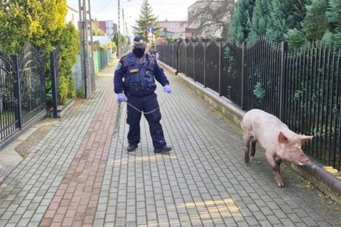 ŚWINIA z Wejherowa DONIOSŁA na właściciela