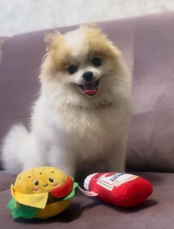 Daisy Najman, pies Marcina Najmana