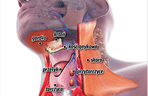 Przeszczepili mi całą szyję