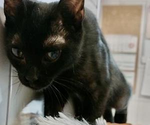 Koci wirus zaatakował oczy kotki Michell
