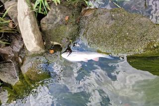 Zatruta rzeka Wilga w Krakowie