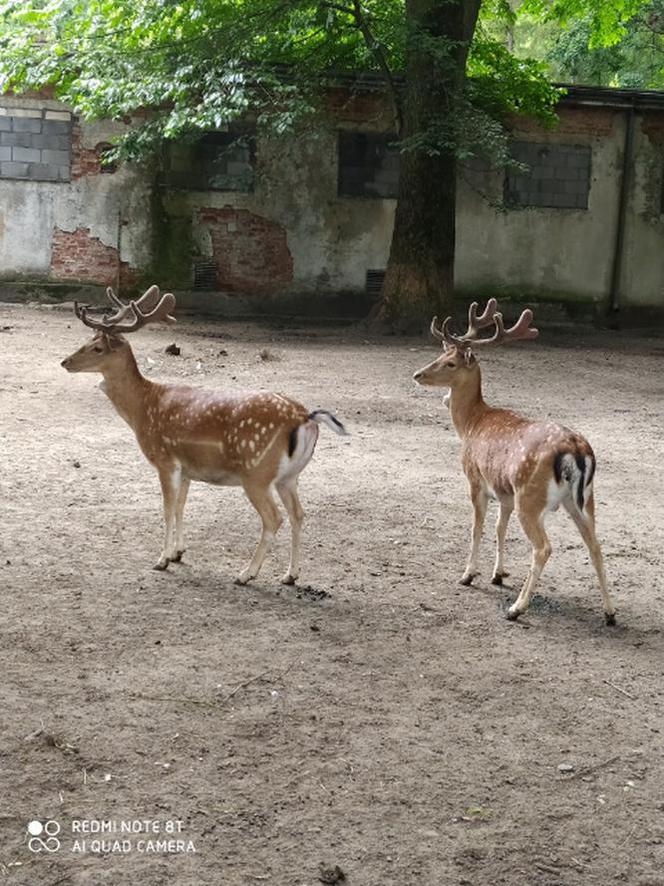 Bambi w Mini Zoo w Żywcu