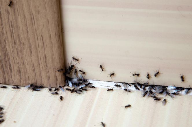 Mrówki się roją i pchają do domów. Czy są groźne dla zdrowia?