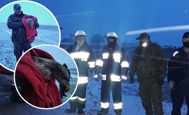 Akcja służb pod Piotrkowem Trybunalskim. Uratowano potężnego orła! [ZDJĘCIA]