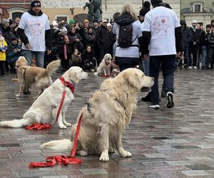 Golden Retriever WOŚP w Poznaniu