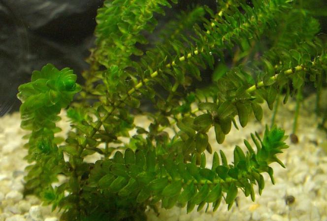 Moczarka kanadyjska  - Elodea canadensis