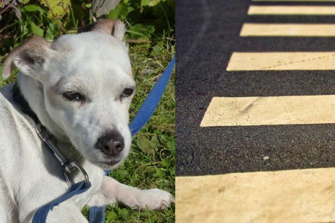 Wypadek w Poczesnej. Nie żyje 42-latek i jego pies