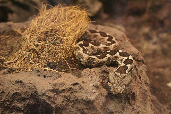 Bieszczady: Nieopodal domu żmija ukąsiła 14-latka. Wezwano śmigłowiec