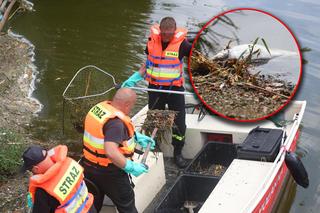 Wyłowiono już ponad 111 ton śniętych ryb z Dzierżna Dużego. Tu już nie ma życia