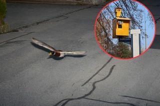 Kaczka czy pirat drogowy? Powrót ptaka-recydywisty
