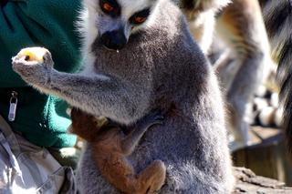 Sześć małych królów Julianów we wrocławskim zoo