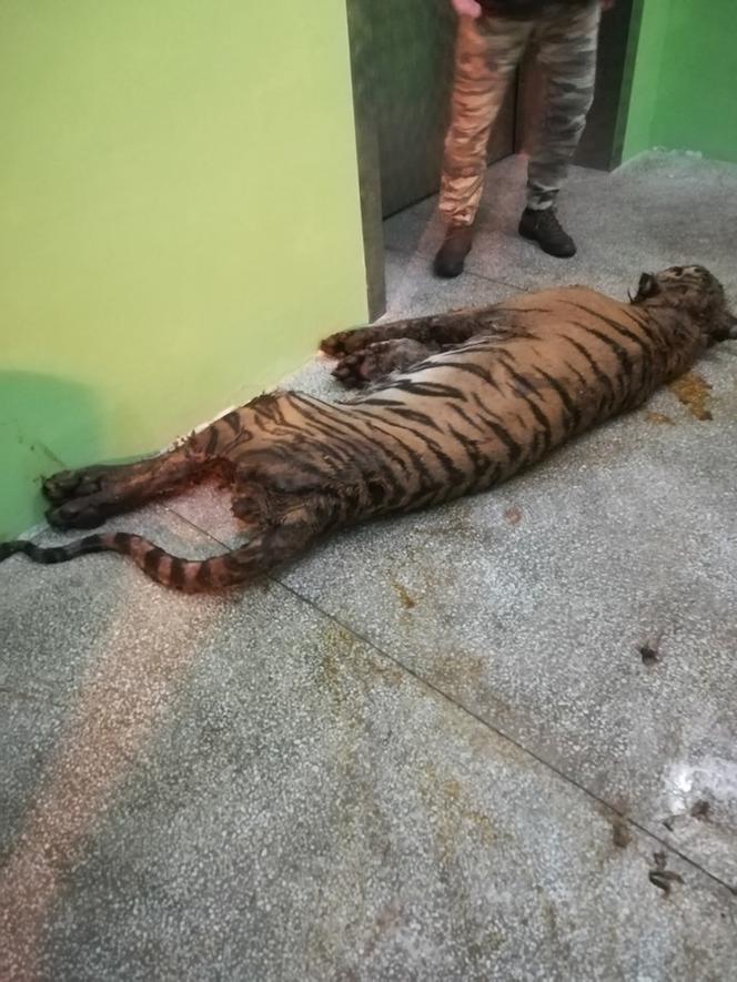 Dramatyczny stan tygrysów przewożonych z Włoch