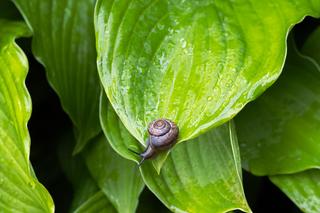 Ślimaki na funkiach