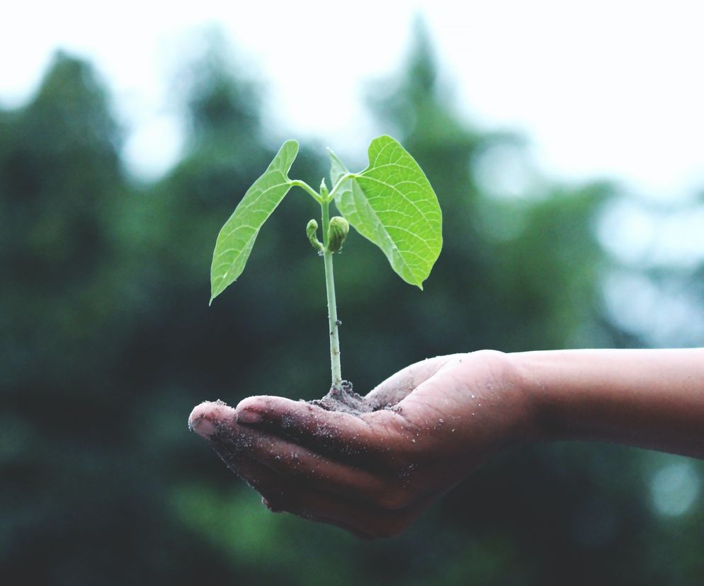 Ekologia ziemia planeta eko dzień ziemi roślina drzewo drzewa las zieleń