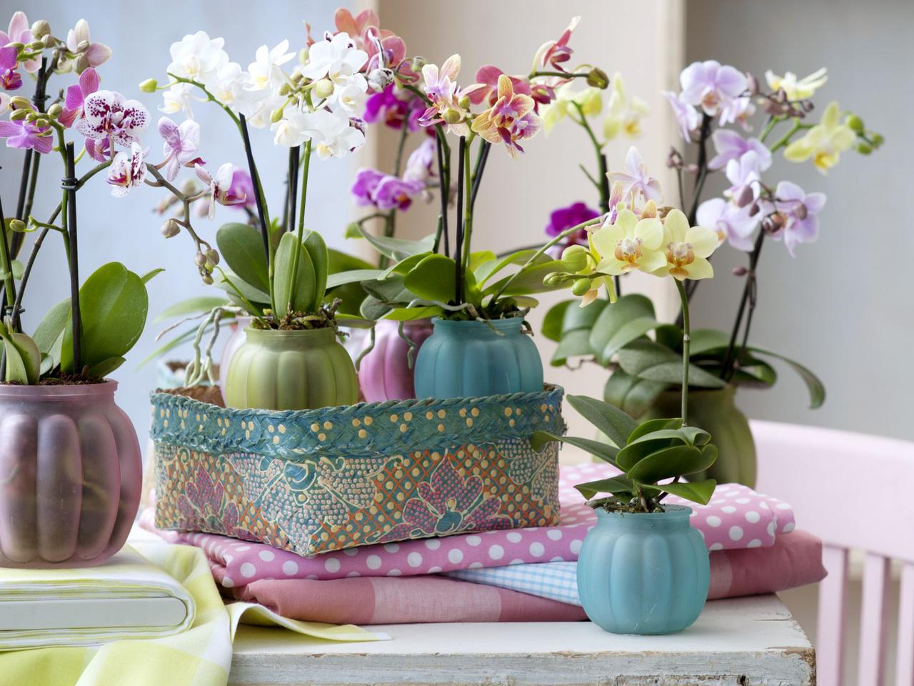 Storczyk Phalaenopsis - jak dbać?  W jakim miejscu powinien stać storczyk?