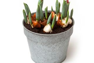 Kwitnące zimą tulipany w doniczkach: zimowe pędzenie tulipanów