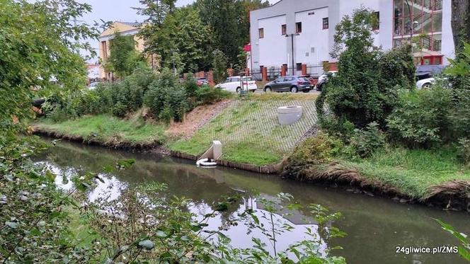 Nieznana substancja zatruła rzekę Kłodnica w Gliwicach