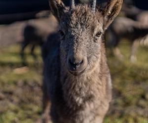 W łódzkim zoo zamieszkały koziorożce syberyjskie