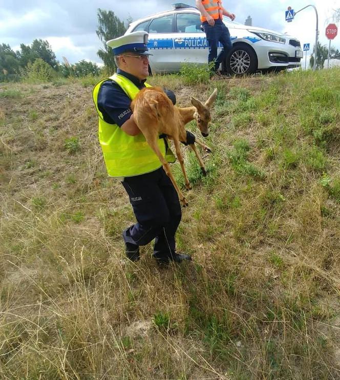 Ostrowski doktor Dolitte w policji