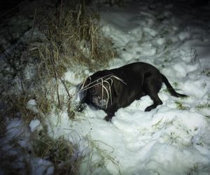 Paweł Szczoczarz oprowadził nas po winnicy Carolus