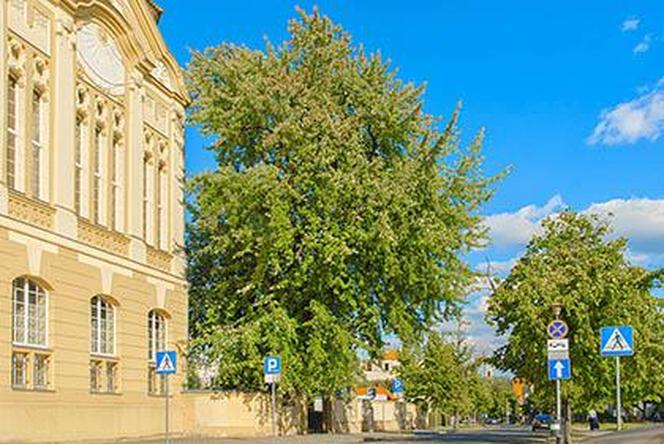 Ruszył plebiscyt na Bydgoskie Drzewo Roku. Sprawdź listę kandydatów do tytułu, zobacz jak i do kiedy możesz oddać głos