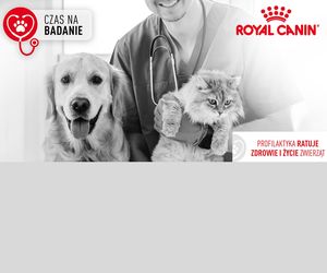 Warmińsko-mazurskie: Rusza akcja Czas na BADANIE dla psów i kotów