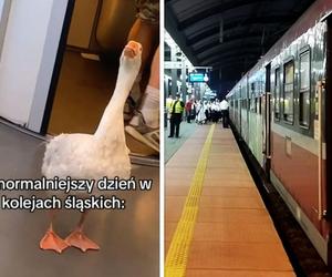 Najnormalniejszy dzień w Kolejach Śląskich. Dzieje się!