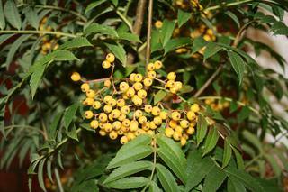 Jarząb 'Flanrock' AUTUMN SPIRE - Sorbus 'Flanrock' AUTUMN SPIRE 