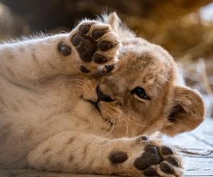 W Śląskim Ogrodzie Zoologicznym przyszły na świat cztery lwiątka! 