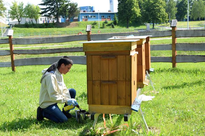 Napracowały się i są efekty! Pszczoły z miejskiej pasieki w Rzeszowie wyprodukowały już 30 litrów miodu!