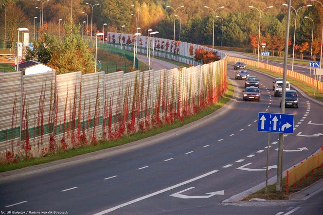 Pnącza na ekranach akustycznych w Białymstoku