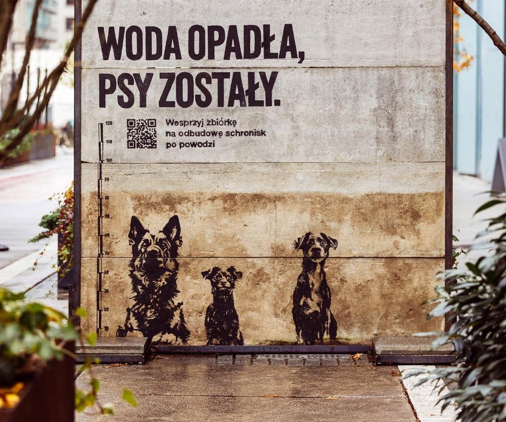 Woda opadła psy zostały