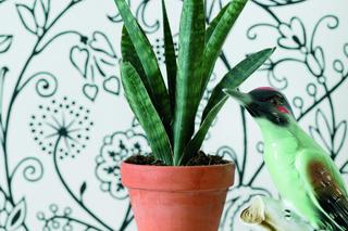 3 rośliny nie do zabicia. Zdjęcia