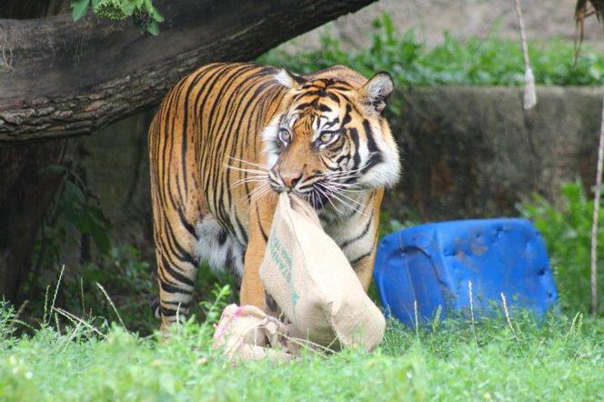 Zabawki dla zwierzaków w zoo