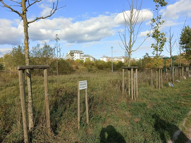 Gaj Matek i Ojców w Gdańsku zaniedbany. Miał być symboliczny park, są uschnięte drzewa i wysoka trawa