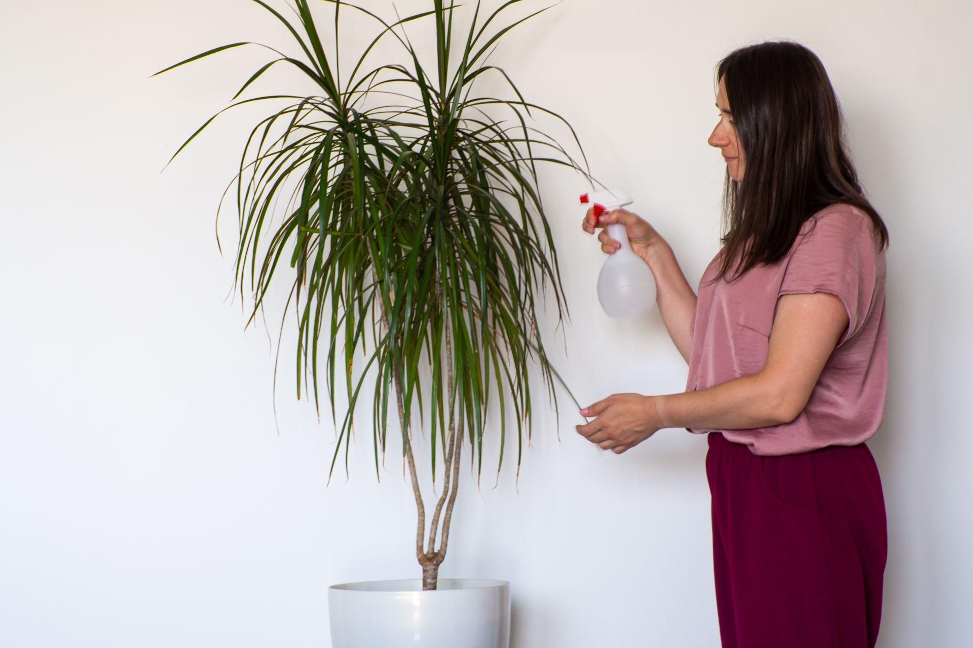 Dracena - jak dba o t popularn rolin doniczkow? Pielgnacja draceny w  piguce - murator.pl