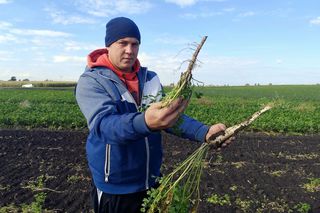 Zamiast pietruszki korzeniowej wyrosła naciowa! Dramat rolników z południa Polski