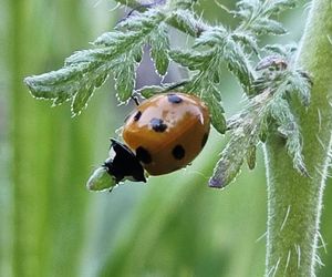 Łąki kwietne na Podkarpaciu