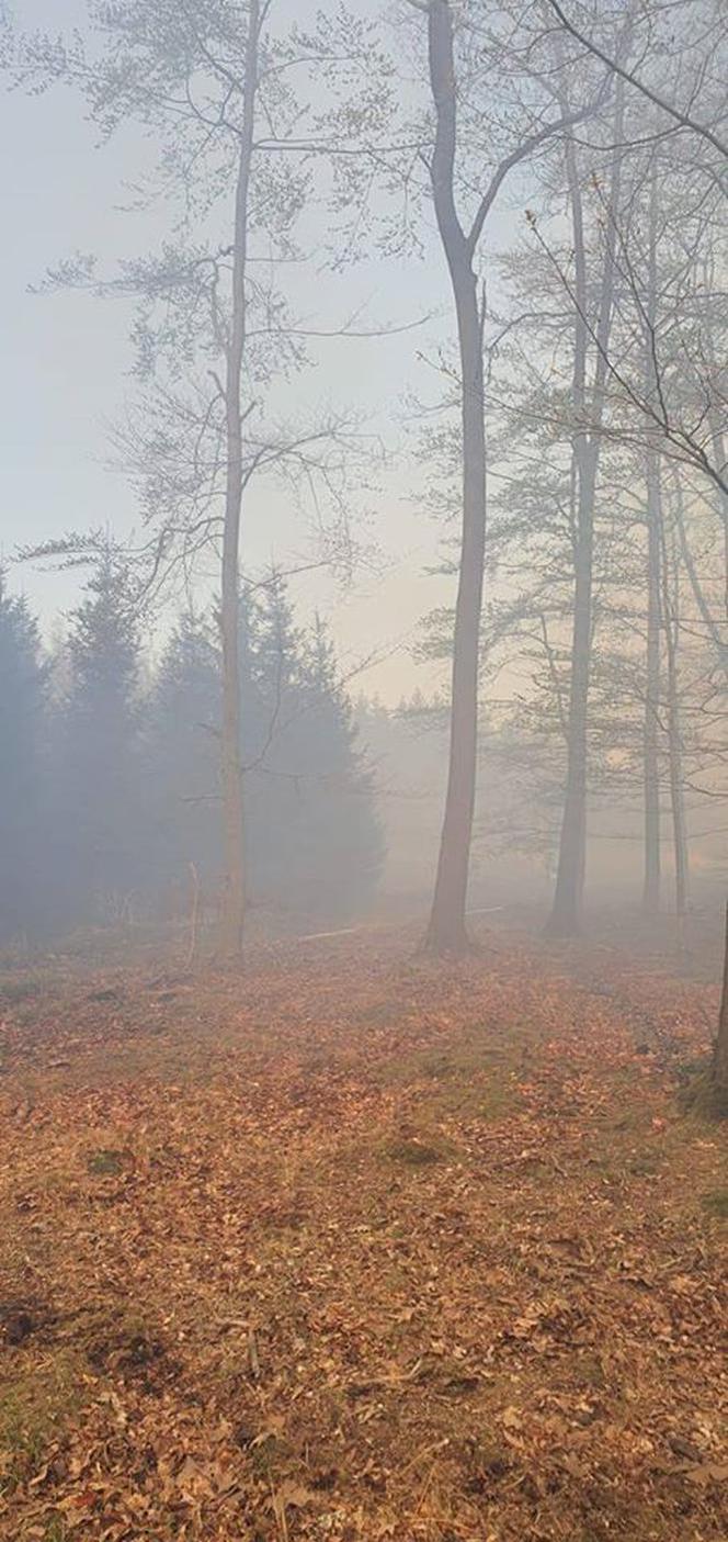 Pożar Lubańskiego Wielkiego Lasu 