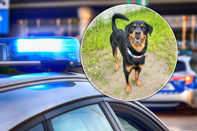 Złodziej psów grasował w Trójmieście! Ukradł Lokiego ze schroniska, a to dopiero początek!