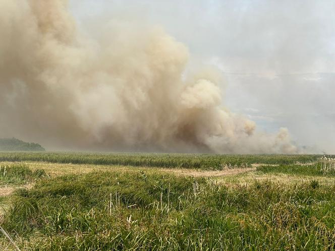 Pożar Biebrzańskiego Parku Narodowego. Spłonęło 13 ha łąk [12/13.06.2023]