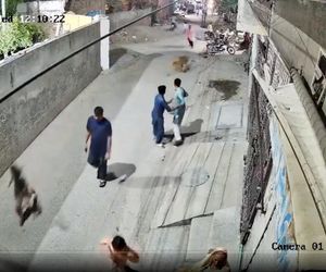 Lew rzucił się na dzieci i kobietę pośrodku ulicy! Oto, co stało się potem