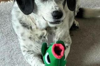 Odszedł ukochany pies Joanny Krupy