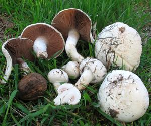 Grzyby w maju. Jakie jadalne gatunki grzybów można teraz zbierać?